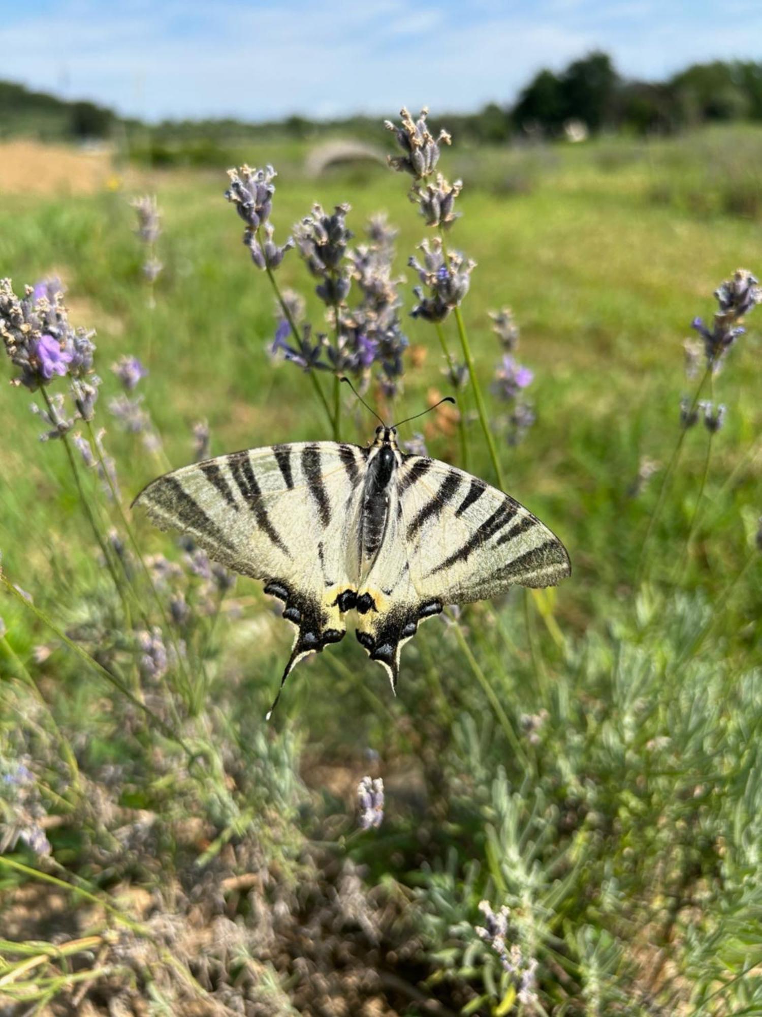 Agriturismo Al Mancino Lonato Eksteriør billede