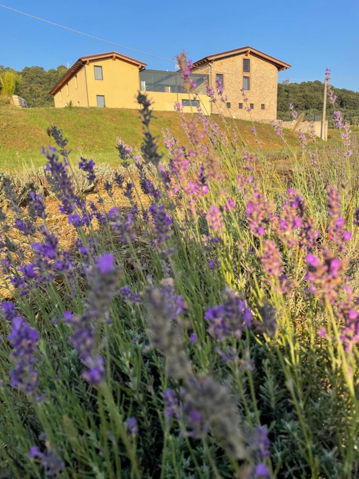 Agriturismo Al Mancino Lonato Eksteriør billede